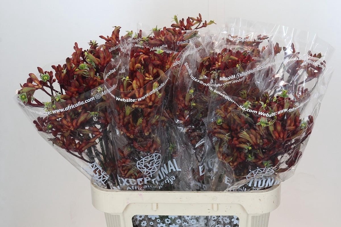 <h4>Anigozanthos Skippy Red</h4>