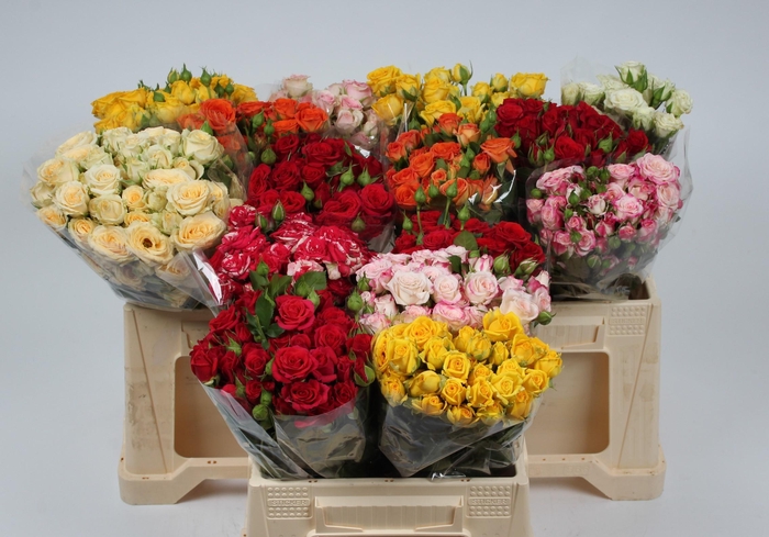 <h4>R TR GEM IN FUST</h4>