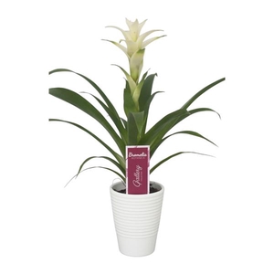 Guzmania Froozen in creme ribbel keramiek