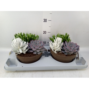 Arr.  Succulents L%