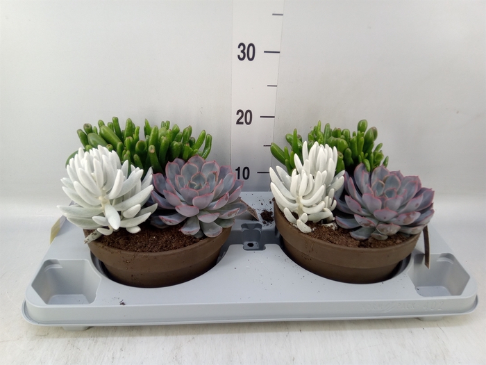 <h4>Arr.  Succulents L%</h4>