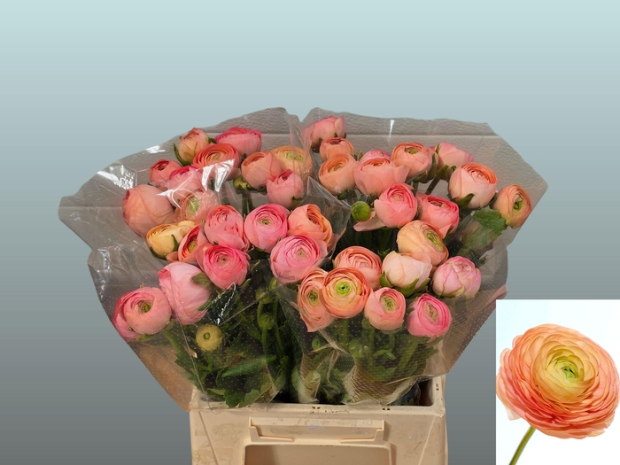 <h4>RAN AAZUR SALMON</h4>