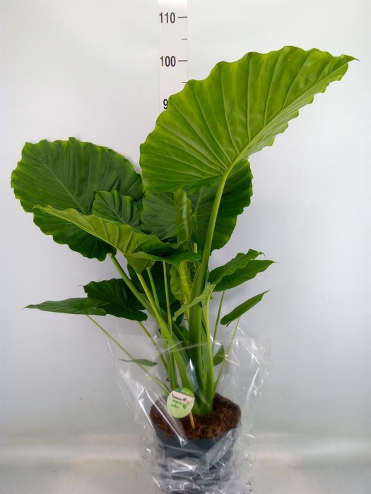 <h4>Alocasia gageana</h4>