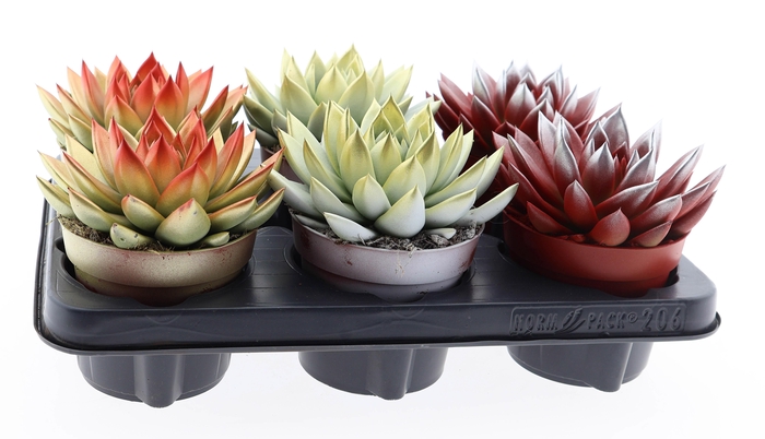 <h4>2 colors kerstmix</h4>