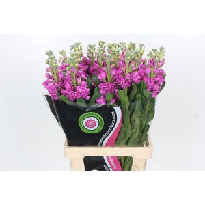 Matthiola Iron Hot Pink