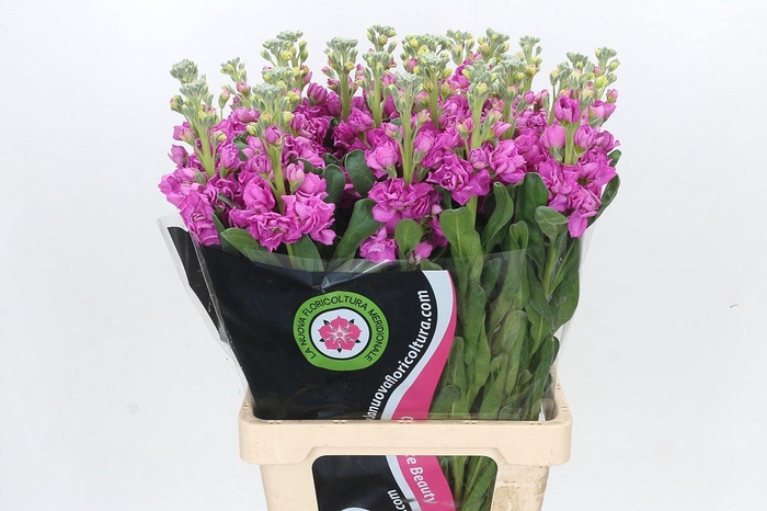 <h4>Matthiola Iron Hot Pink</h4>