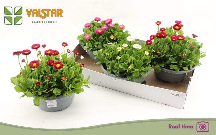 <h4>BELLIS P KL BEL GEM</h4>