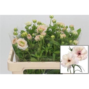 Ran Butterfl Ariadne