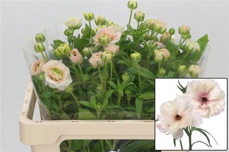 <h4>Ran Butterfl Ariadne</h4>