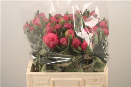<h4>Paeo L Belgravia</h4>