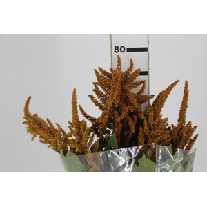 AMARANTHUS DOURADO 070 CM