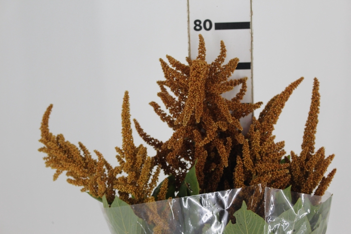 <h4>AMARANTHUS DOURADO 070 CM</h4>