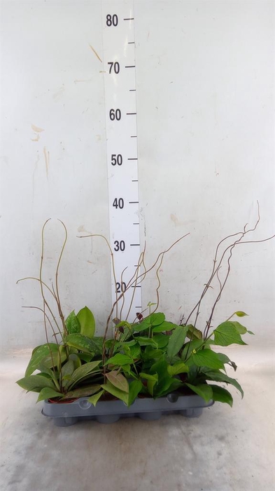 <h4>Hoya   ...mix</h4>