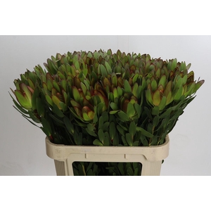 Leucadendron Goldstrike