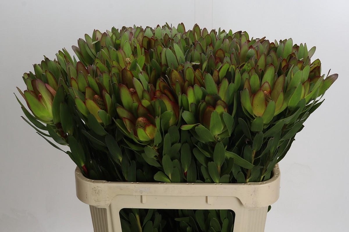 <h4>Leucadendron Goldstrike</h4>