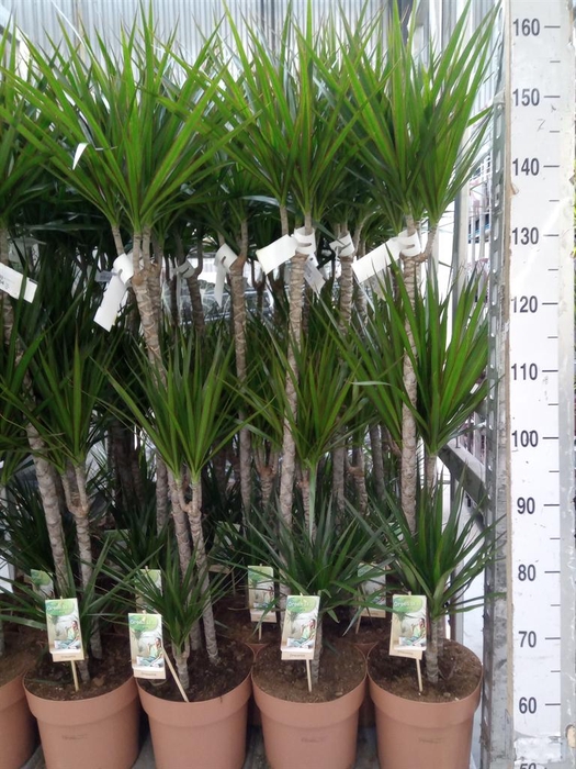 <h4>Dracaena marg.</h4>