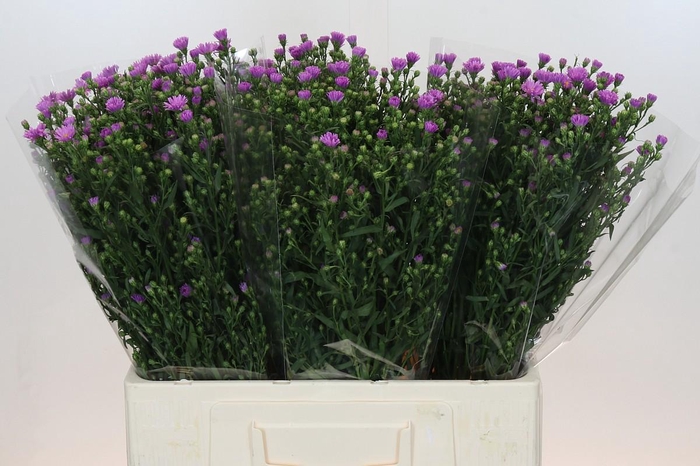 <h4>Aster Casarosa</h4>