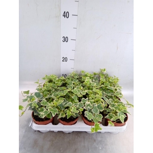 Hedera helix 'White Wonder'