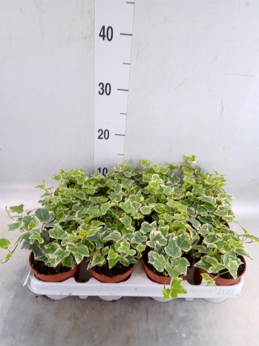 <h4>Hedera helix 'White Wonder'</h4>