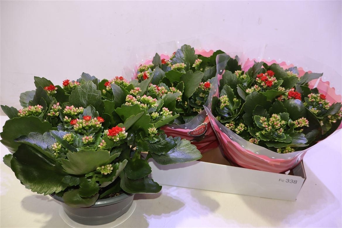 <h4>Kal Ge Don Justino</h4>