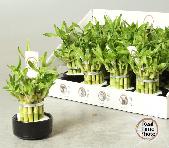 <h4>DRA LUCKY BAMBOO</h4>