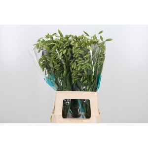 Chasmanthium Latifol