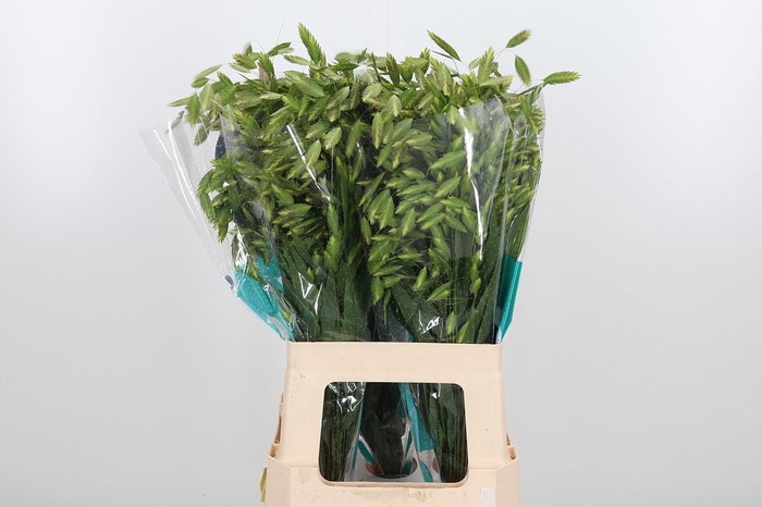 <h4>Chasmanthium Latifol</h4>