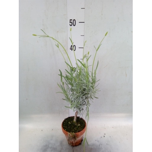 Lavandula angus.