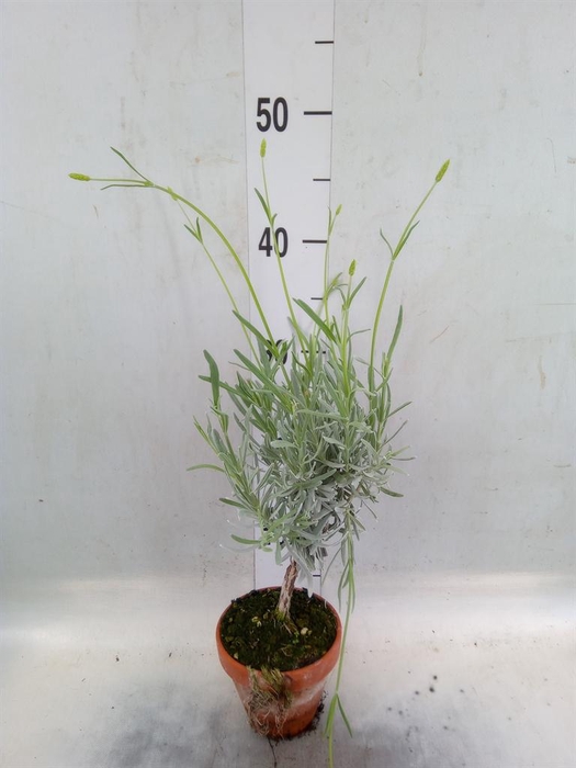 <h4>Lavandula angus.</h4>