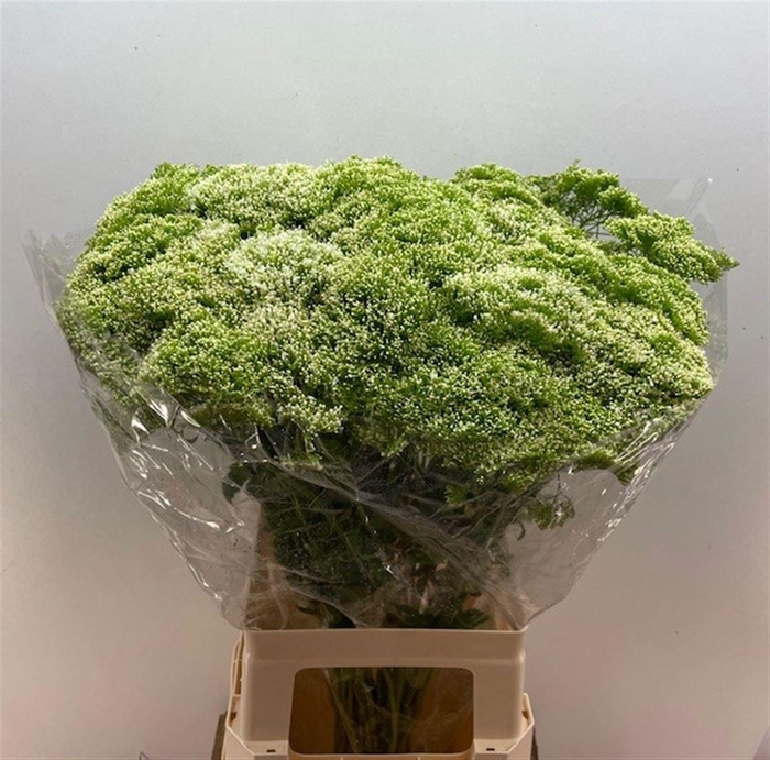 <h4>TRACH LAKE POWELL</h4>