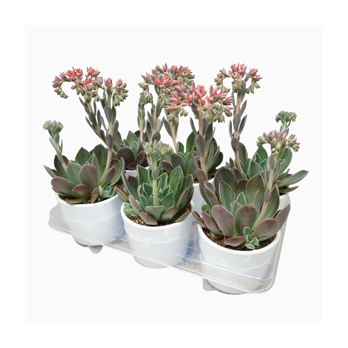 <h4>Echeveria blue prince 10,5 cm in witte pot</h4>