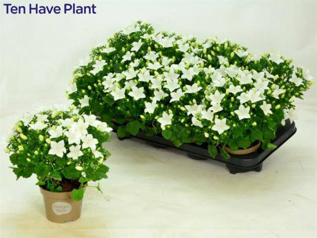 <h4>.Campanula isophylla atlanta white</h4>