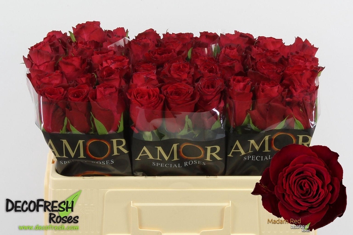 <h4>R Gr Madam Red</h4>