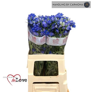 DELPH EN M GRAN BLUE