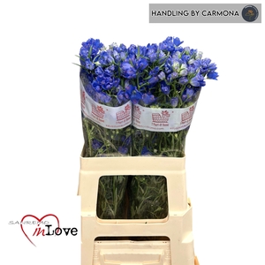 DELPH EN M GRAN BLUE