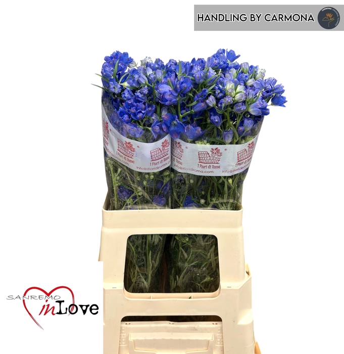 <h4>DELPH EN M GRAN BLUE</h4>