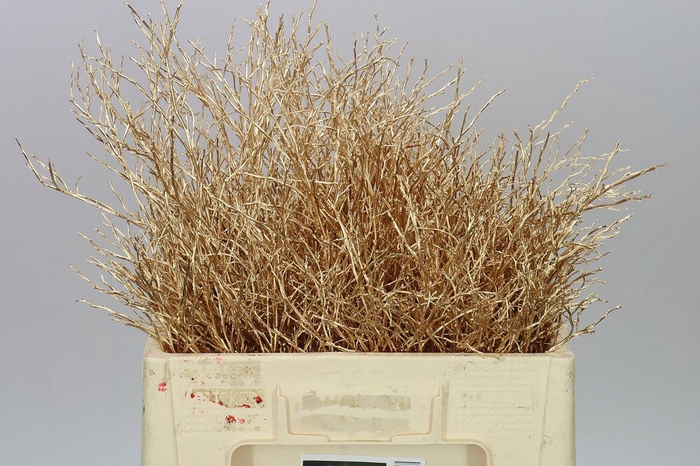 <h4>Vac Huck Gold</h4>