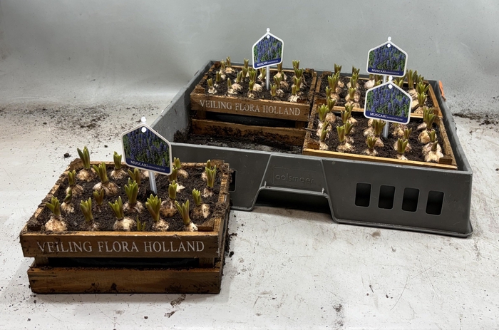 <h4>ARR MUSCARI</h4>