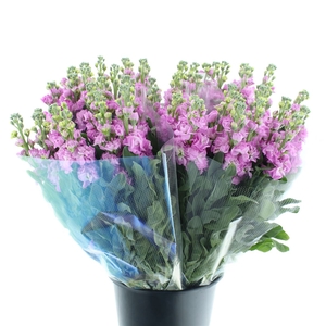 Matth Incana Iron Rose Pink Super