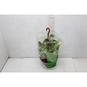 JIBOIA BRANCO PEND C21 PENDENTE