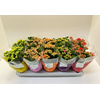 Kalanchoe blossfeldiana double Slate Purple