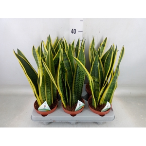 Sansevieria trifa. 'Laurentii'
