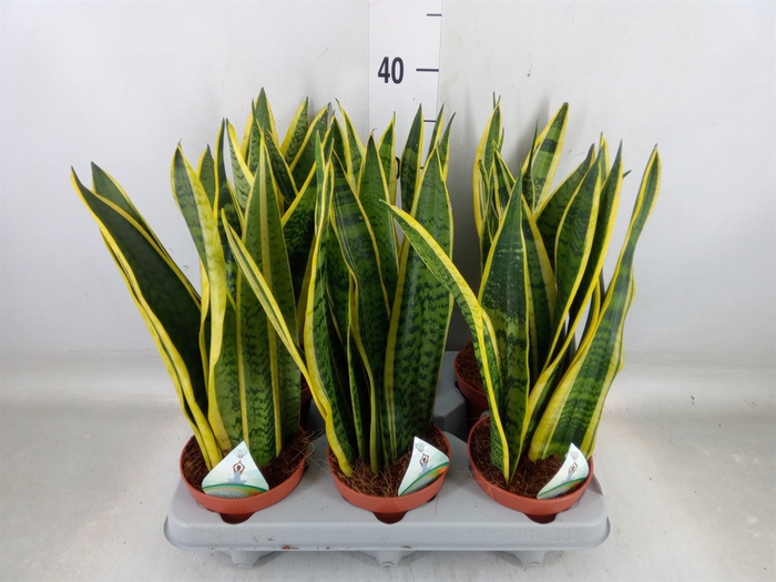 <h4>Sansevieria trifa. 'Laurentii'</h4>