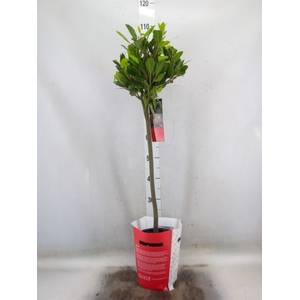 Laurus nobilis