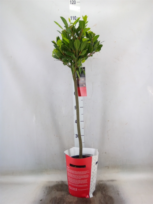 <h4>Laurus nobilis</h4>