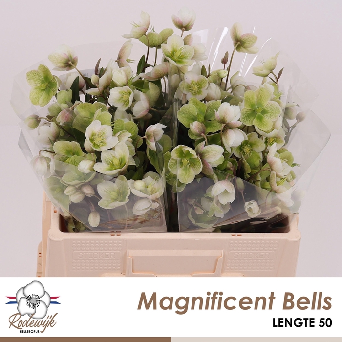 <h4>HELL MAGNIFIC BELLS</h4>
