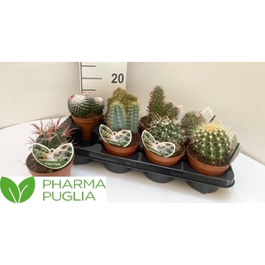 CACTUS GEM
