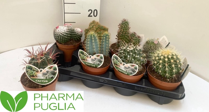 <h4>CACTUS GEM</h4>