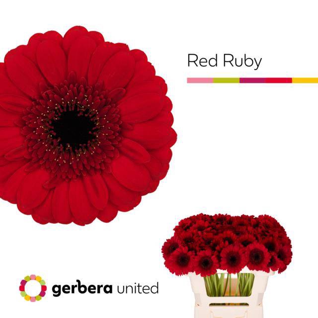 <h4>GE MI RED RUBY</h4>