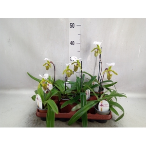 Paphiopedilum   ...